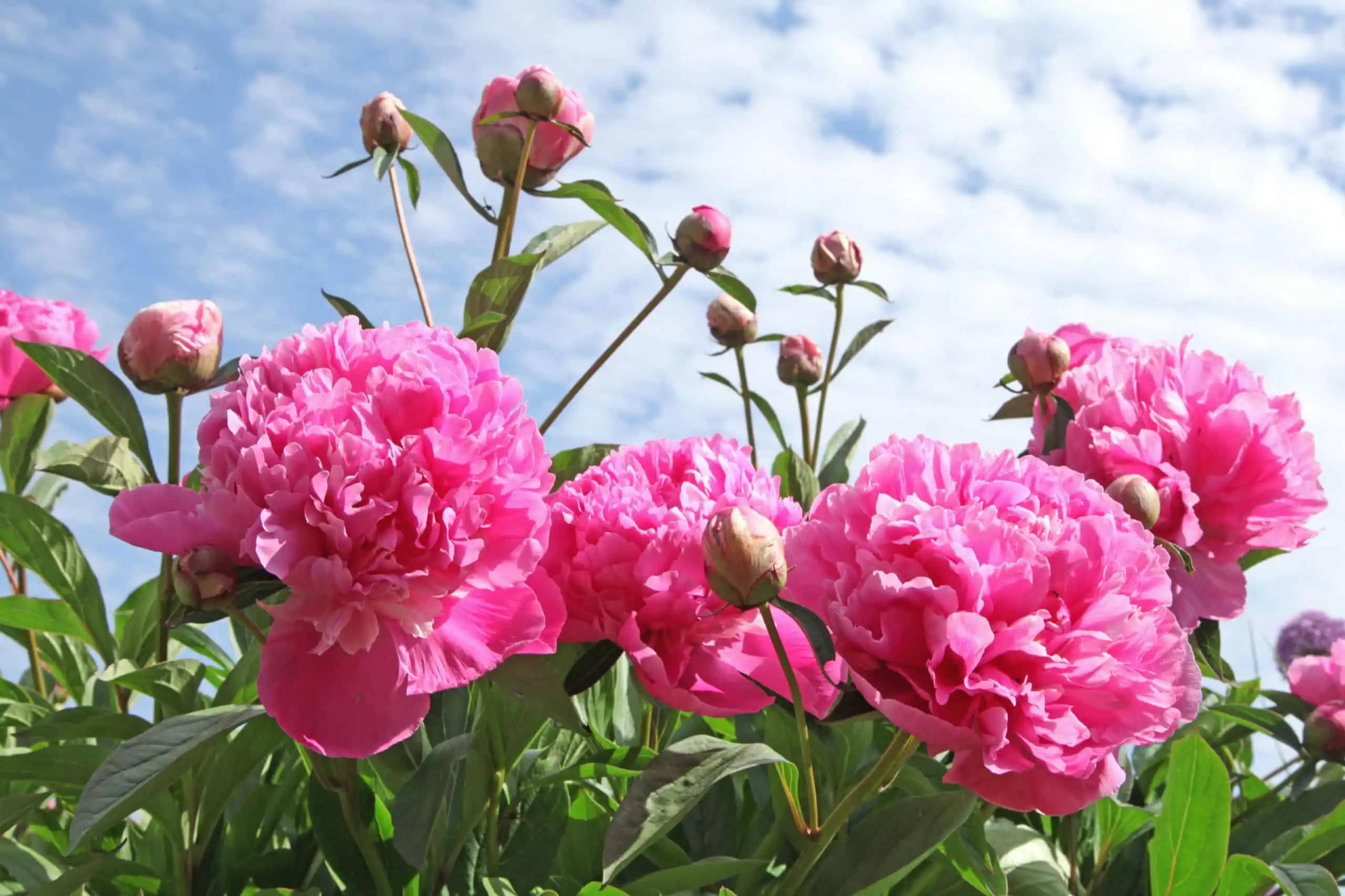 Can Paeonia Suffruticosa Extract Help with Pain or Inflammation?